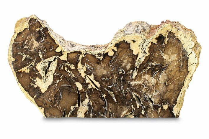 Polished Petrified Wood Stand-up - McDermitt, Oregon #297296